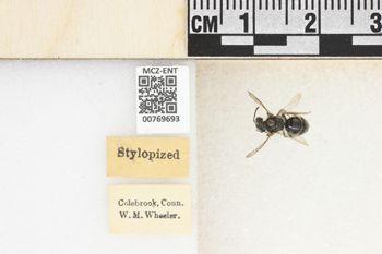 Media type: image;   Entomology 769693 Aspect: Labels